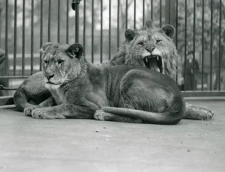 A pair of lions, Abdullah and Fatima, London Zoo